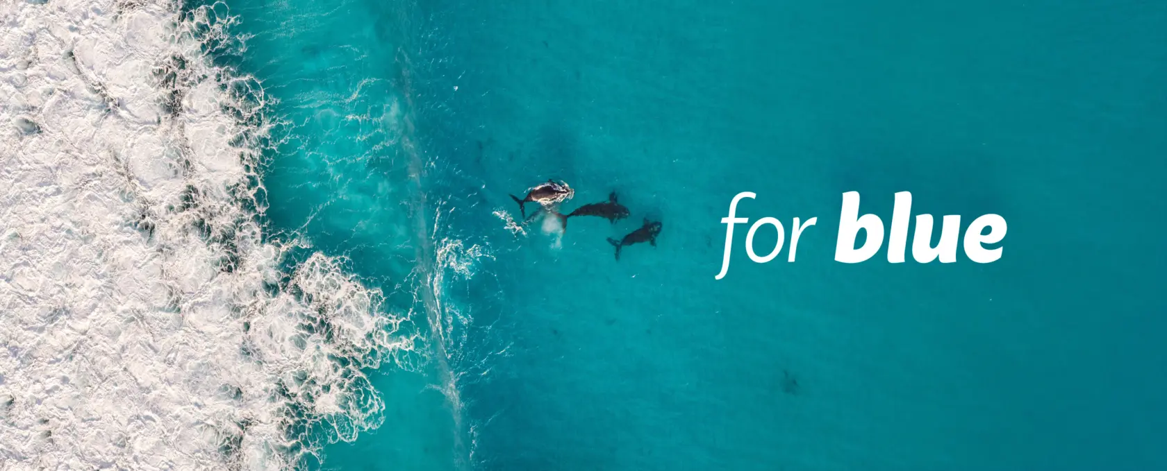 Brand Refresh & Website for For Blue by Axiom.